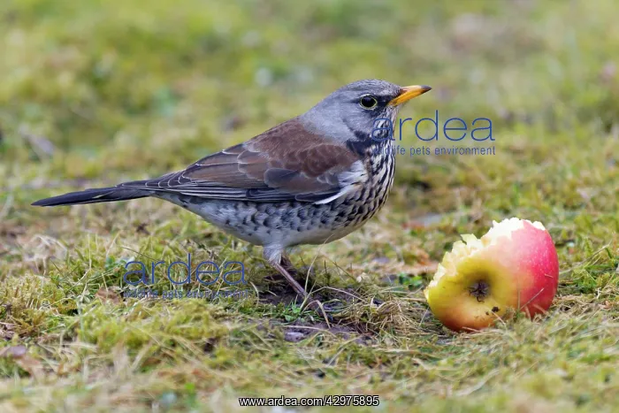 : Fieldfare - feeding on apple in garden in winter : Fieldfare - feeding on apple in garden in winter