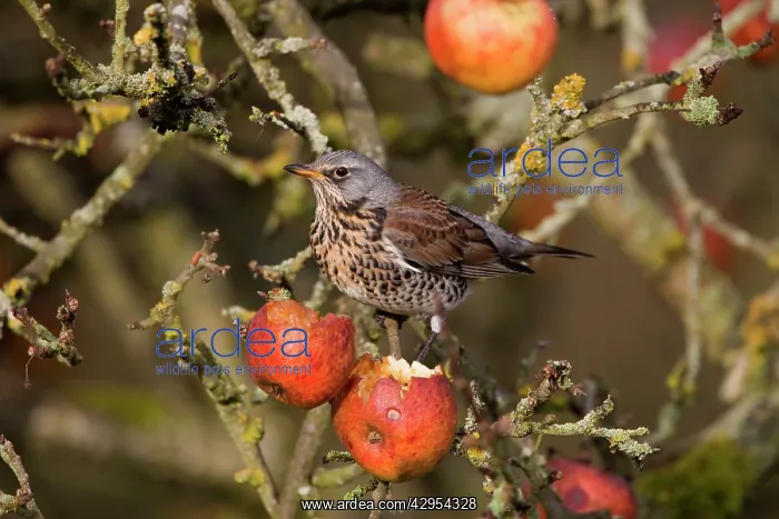 : Fieldfare - feeding on apples in garden : Fieldfare - feeding on apples in garden