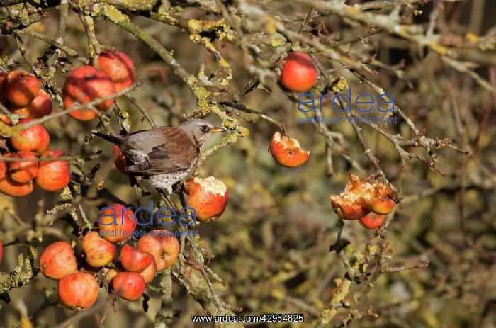 : Fieldfare - feeding on apples in garden : Fieldfare - feeding on apples in garden