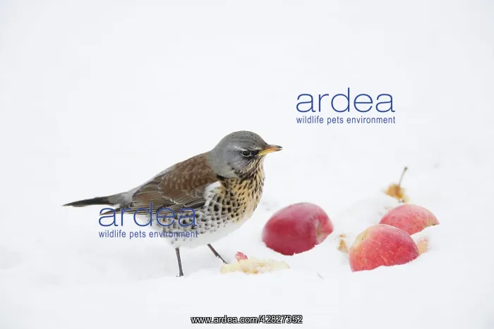 : Fieldfare - feeding on apples in snow : Fieldfare - feeding on apples in snow