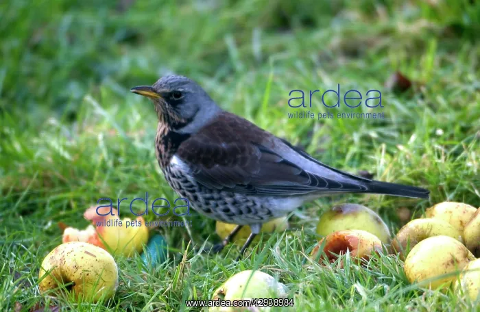: Fieldfare - feeding on apples, Winter : Fieldfare - feeding on apples, Winter