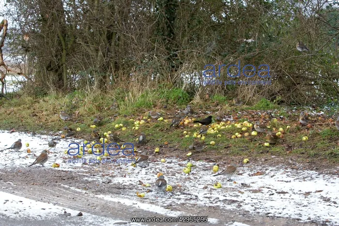 : Fieldfare - feeding on crab apples beside track in winter : Fieldfare - feeding on crab apples beside track in winter