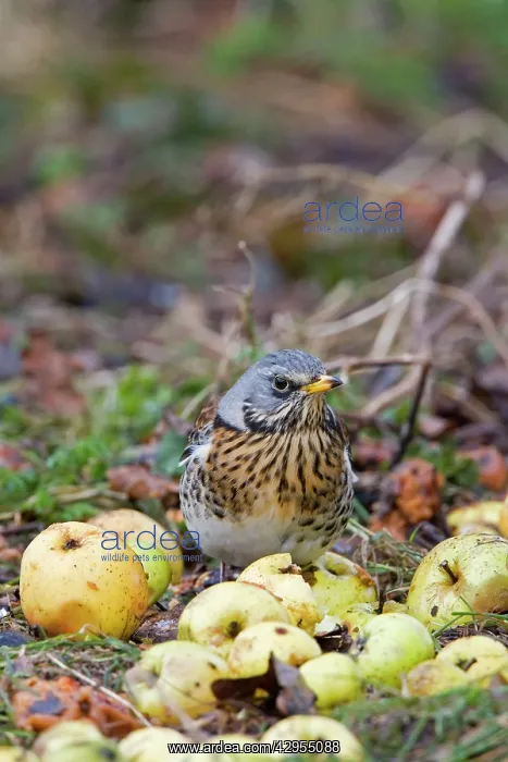 : Fieldfare - feeding on crab apples winter time : Fieldfare - feeding on crab apples winter time