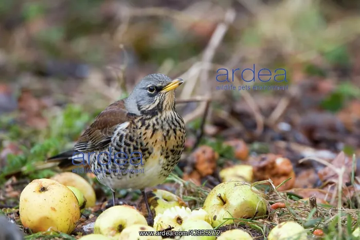 : Fieldfare - feeding on crab apples winter time : Fieldfare - feeding on crab apples winter time