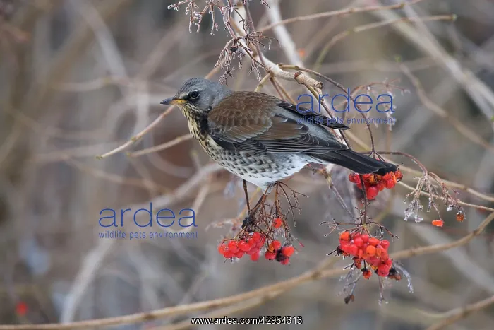 : Fieldfare - feeding on gelder rose : Fieldfare - feeding on gelder rose