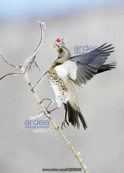 : Fieldfare - feeding on Guelder Rose berries, winter : Fieldfare - feeding on Guelder Rose berries, winter