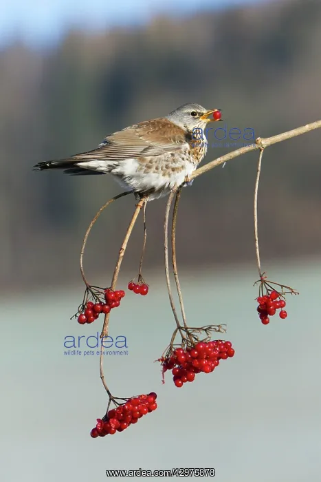 : Fieldfare - feeding on Guelder Rose berries in winter : Fieldfare - feeding on Guelder Rose berries in winter
