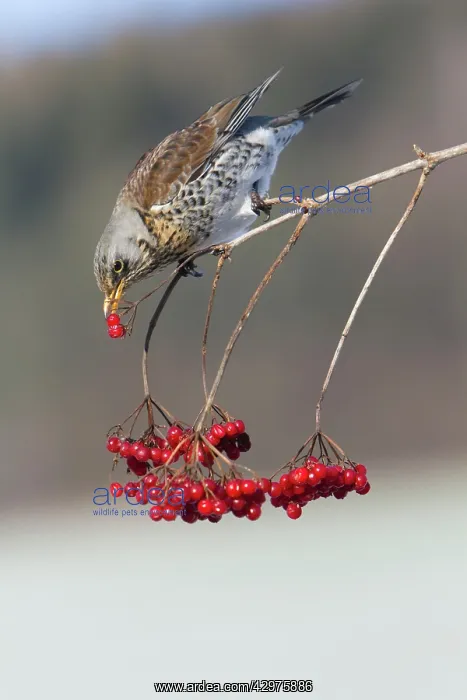 : Fieldfare - feeding on Guelder Rose berries in winter : Fieldfare - feeding on Guelder Rose berries in winter