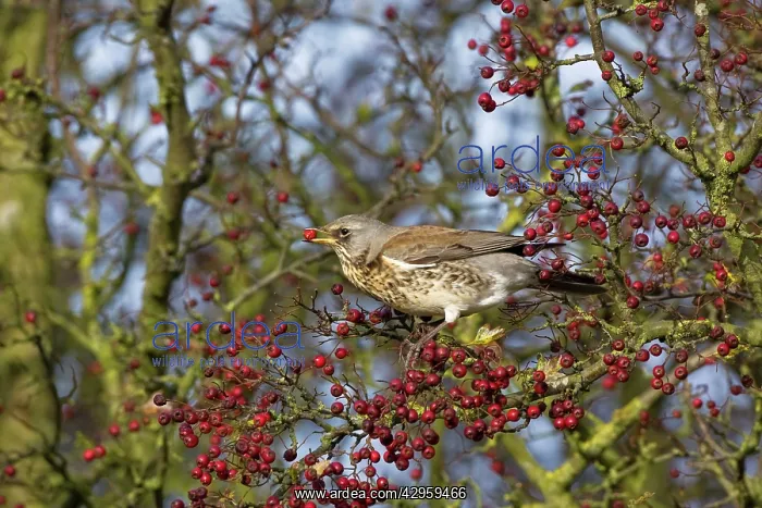 : Fieldfare - feeding on hawthorn berries : Fieldfare - feeding on hawthorn berries