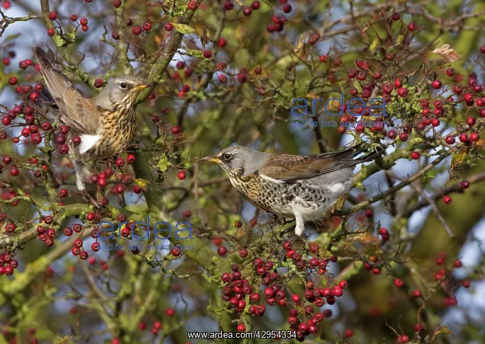 : Fieldfare - feeding on hawthorn berries in Autumn : Fieldfare - feeding on hawthorn berries in Autumn