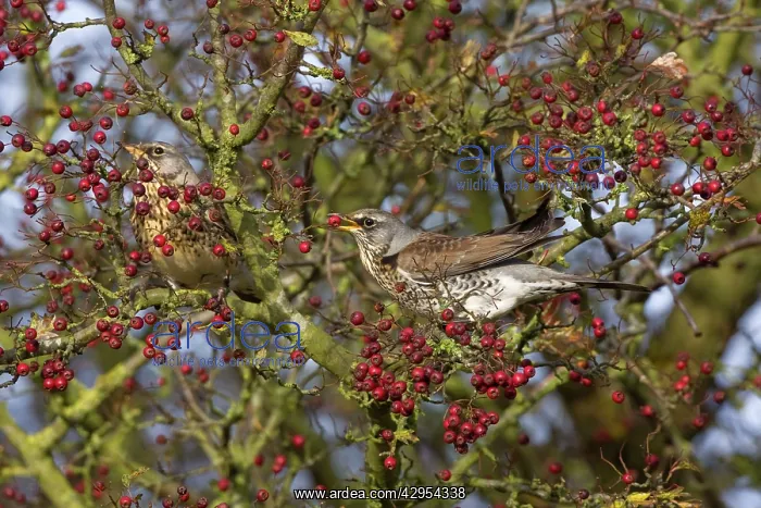 : Fieldfare - feeding on hawthorn berries in Autumn : Fieldfare - feeding on hawthorn berries in Autumn