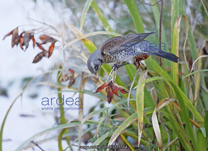 : Fieldfare - feeding on seed pod : Fieldfare - feeding on seed pod