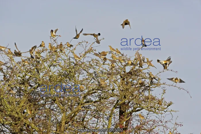 : Fieldfare - flock flying from Hawthorn bush later winter : Fieldfare - flock flying from Hawthorn bush later winter