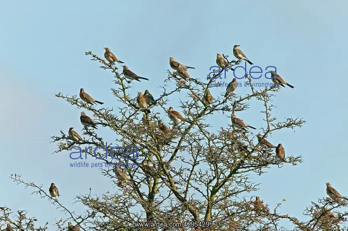 : Fieldfare - flock perched on Hawthorn bush : Fieldfare - flock perched on Hawthorn bush