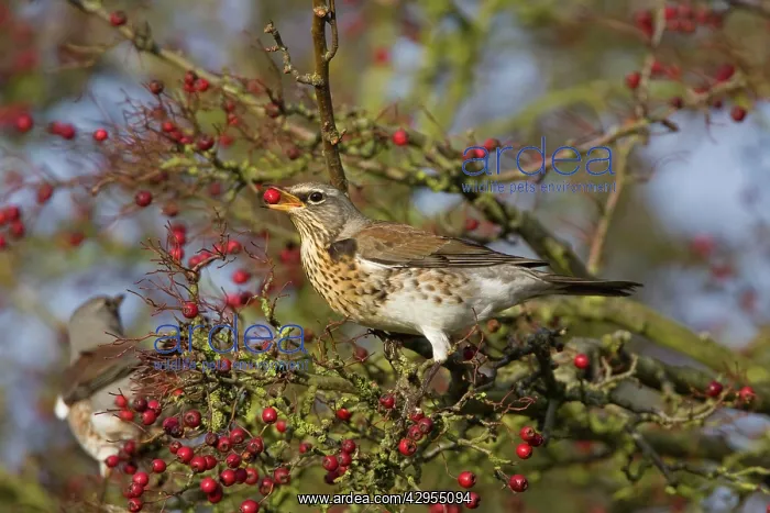 : Fieldfare - with food in beak on Hawthorn bush : Fieldfare - with food in beak on Hawthorn bush
