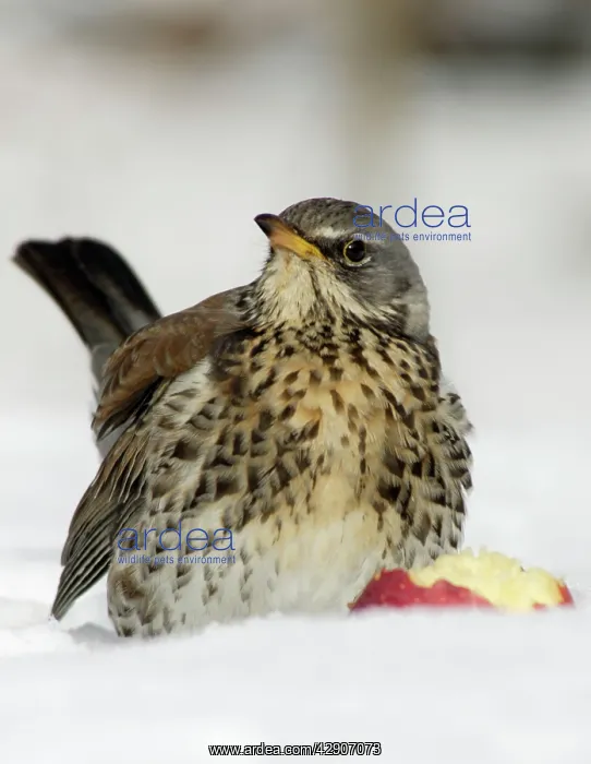 : Fieldfare - In garden, feeding on apple in winter : Fieldfare - In garden, feeding on apple in winter