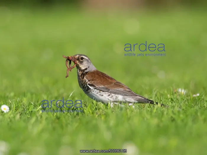 : Fieldfare on a garden lawn, parent bird with worms in its beak : Fieldfare on a garden lawn, parent bird with worms in its beak