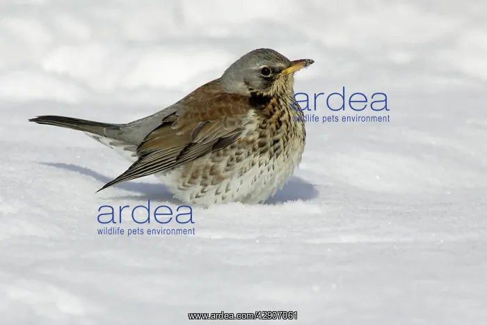 : Fieldfare - In garden, searching for food in winter : Fieldfare - In garden, searching for food in winter