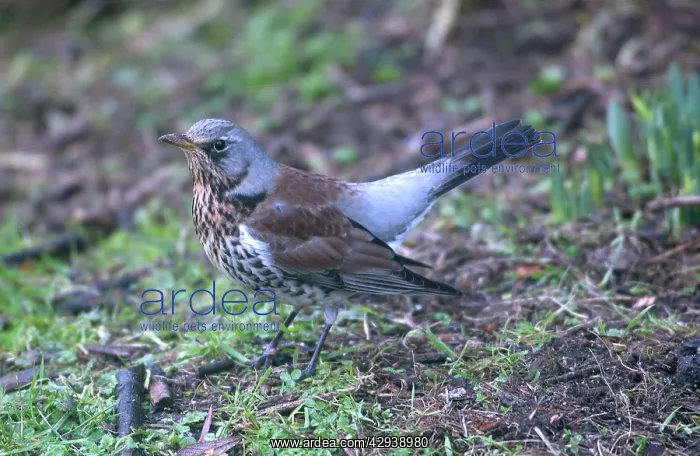 : Fieldfare - on ground in Winter : Fieldfare - on ground in Winter