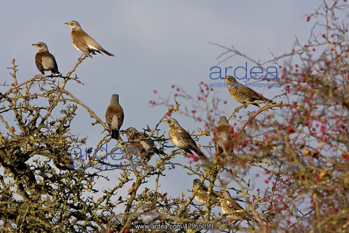 : Fieldfare - group perched and on alert in Hawthorn bush : Fieldfare - group perched and on alert in Hawthorn bush