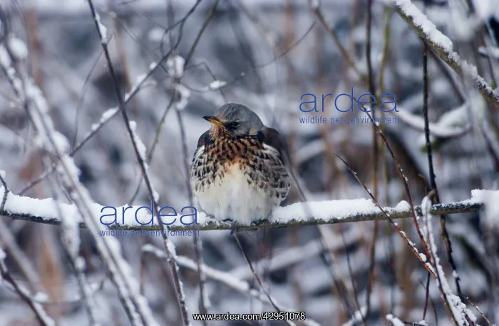 : Fieldfare - in January snow : Fieldfare - in January snow