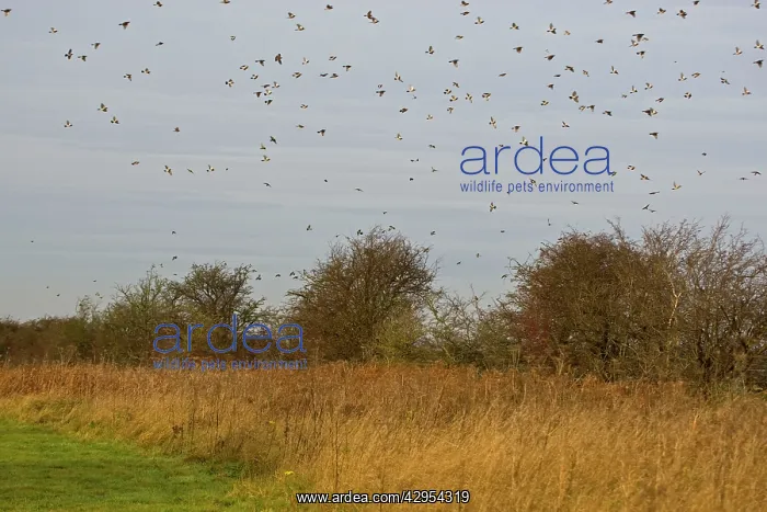 : Fieldfare - mass flock flying over hawthorn hedge : Fieldfare - mass flock flying over hawthorn hedge