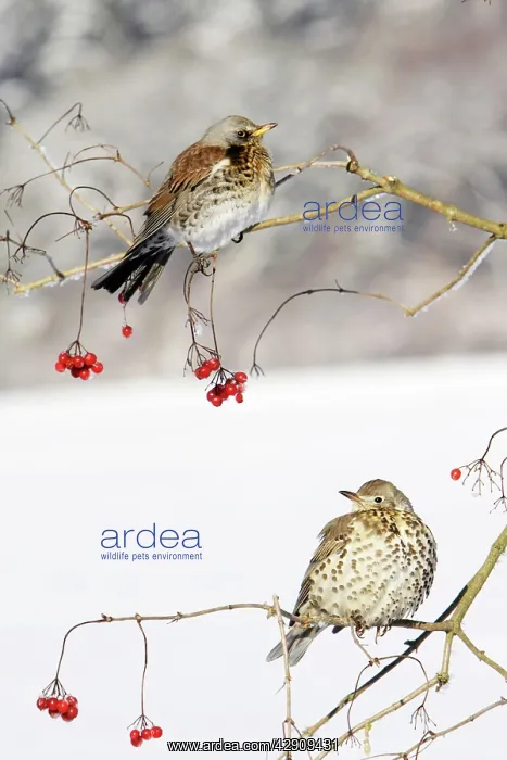 : Fieldfare - With Mistle Thrush (Turdus viscivorus) : Fieldfare - With Mistle Thrush (Turdus viscivorus)
