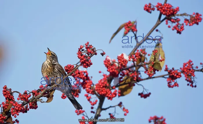 : Fieldfare - perched on branch feeding on red berries : Fieldfare - perched on branch feeding on red berries