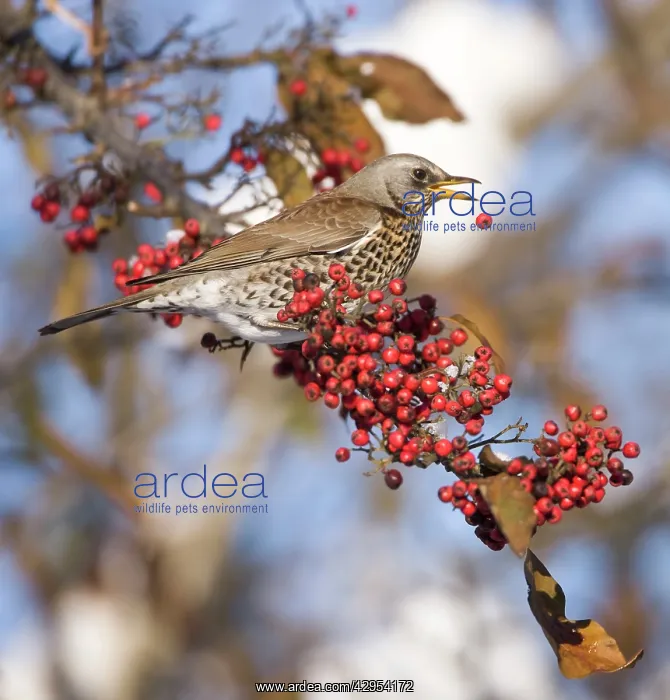 : Fieldfare perched on branch feeding on red berries : Fieldfare perched on branch feeding on red berries