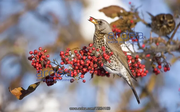 : Fieldfare perched on branch feeding on red berries : Fieldfare perched on branch feeding on red berries