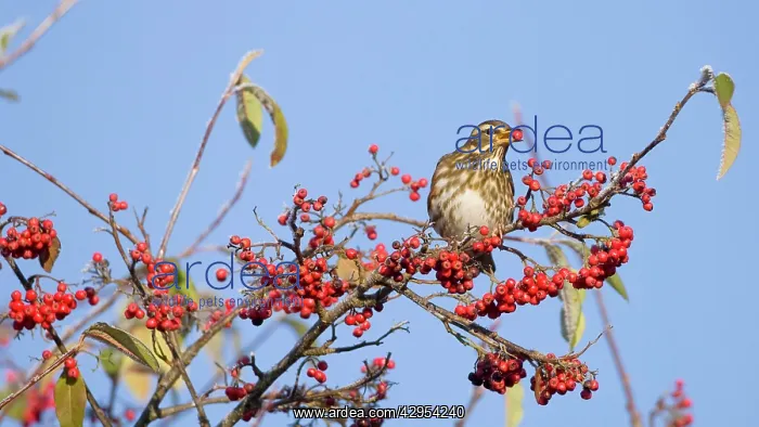 : Fieldfare - perched on branch feeding on red berries : Fieldfare - perched on branch feeding on red berries