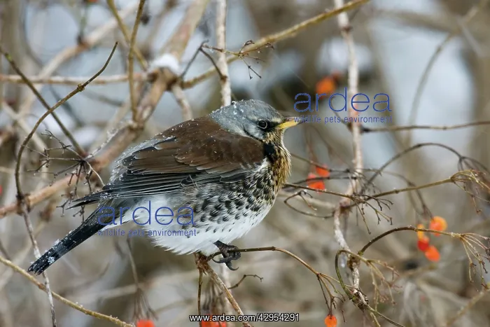 : Fieldfare - perched in gelder rose bush, winter time : Fieldfare - perched in gelder rose bush, winter time
