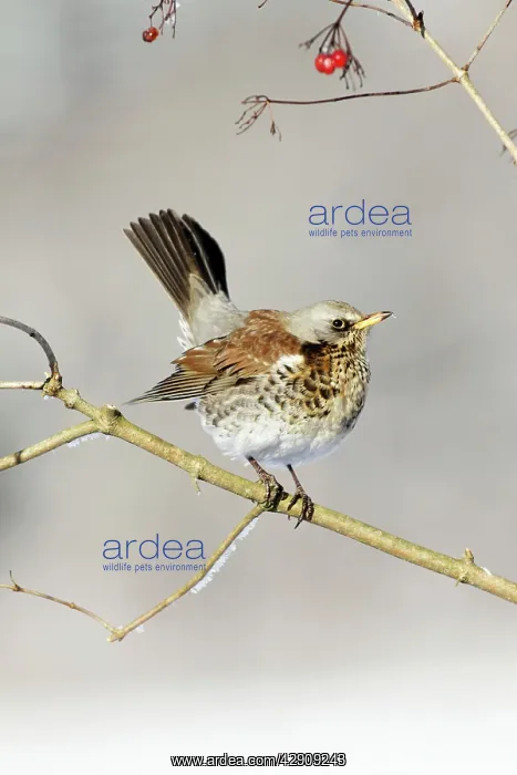 : Fieldfare - perched in Guelder Rose bush, winter : Fieldfare - perched in Guelder Rose bush, winter