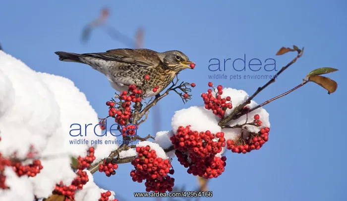 : Fieldfare perched on snow covered tree feeding : Fieldfare perched on snow covered tree feeding
