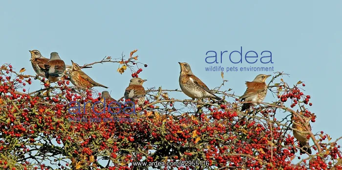 : Fieldfare & Redwing (Turdus iliacus) - perched : Fieldfare & Redwing (Turdus iliacus) - perched