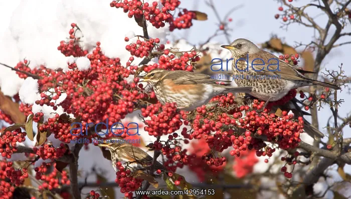 : Fieldfare and Redwings (Turdus iliacus) perched : Fieldfare and Redwings (Turdus iliacus) perched