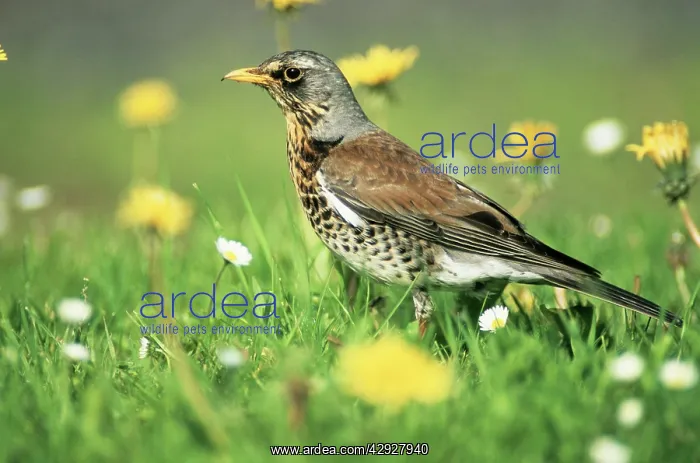  : FIELDFARE - Searching for food on lawn