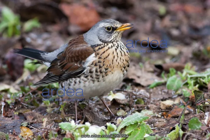 : Fieldfare - single adult perching on ground : Fieldfare - single adult perching on ground