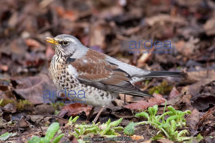 : Fieldfare - Single adult perching on ground : Fieldfare - Single adult perching on ground