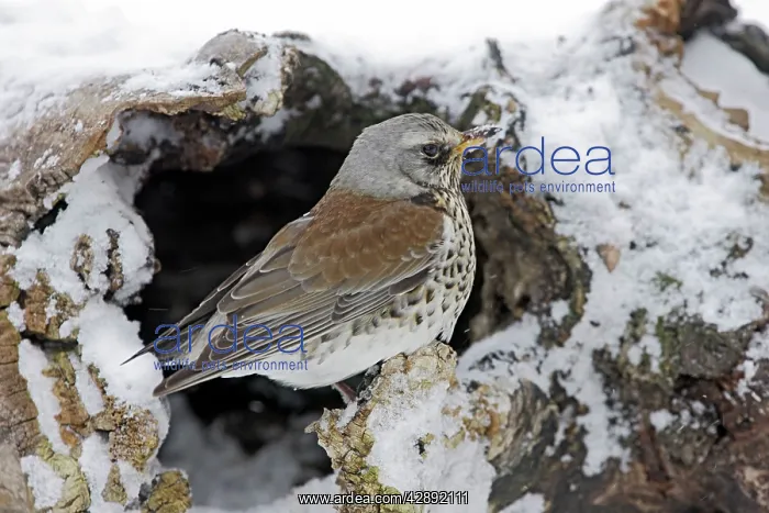 : Fieldfare - in snow : Fieldfare - in snow