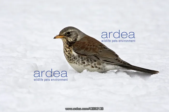 : Fieldfare - in snow : Fieldfare - in snow