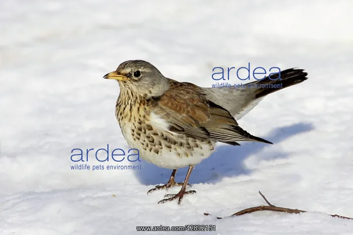 : Fieldfare - in snow : Fieldfare - in snow