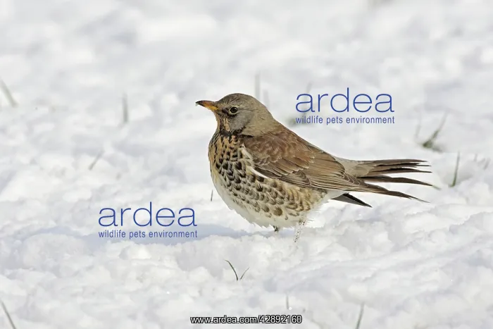 : Fieldfare - in snow : Fieldfare - in snow