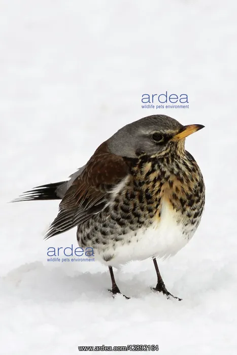 : Fieldfare - in snow : Fieldfare - in snow