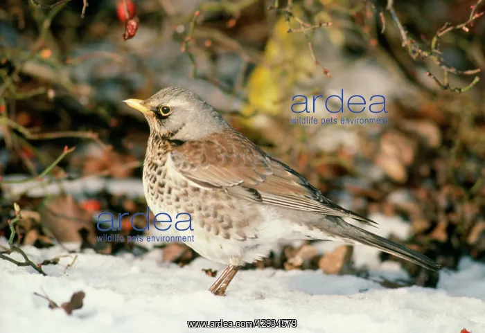 : FIELDFARE - in snow : FIELDFARE - in snow