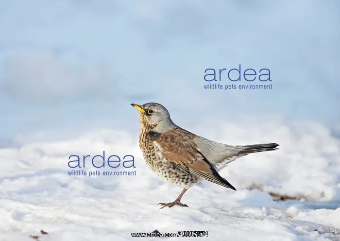  : Fieldfare - in snow
