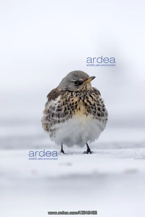 : Fieldfare - in Snow - Cornwall - UK : Fieldfare - in Snow - Cornwall - UK