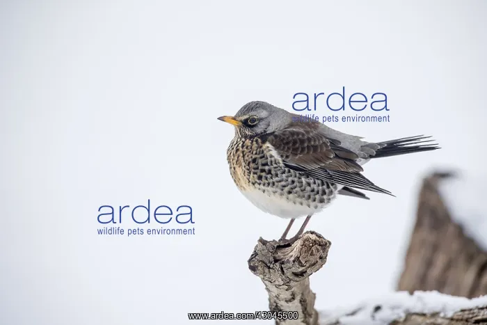 : Fieldfare - in Snow - Cornwall - UK : Fieldfare - in Snow - Cornwall - UK