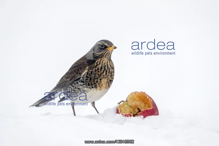 : Fieldfare - in Snow - Cornwall - UK : Fieldfare - in Snow - Cornwall - UK