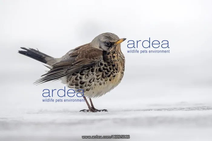 : Fieldfare - in Snow - Cornwall - UK : Fieldfare - in Snow - Cornwall - UK